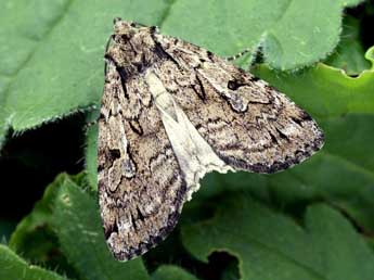 Xestia rhaetica Stgr adulte - ©Helmut Deutsch