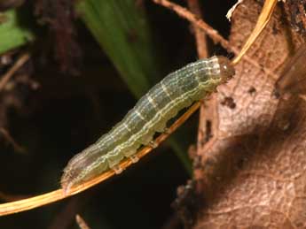  Chenille de Mythimna riparia Rbr - ©Philippe Mothiron