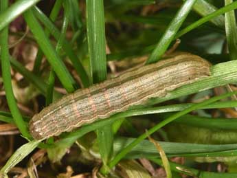  Chenille de Mythimna riparia Rbr - ©Philippe Mothiron