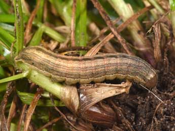  Chenille de Mythimna riparia Rbr - ©Philippe Mothiron