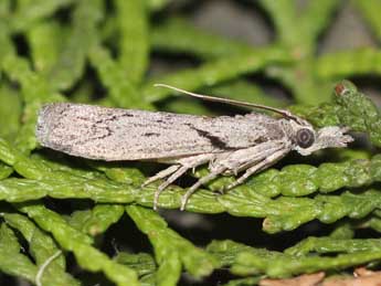 Dioryctria robiniella Mill. adulte - Jean-Claude Grandmaire