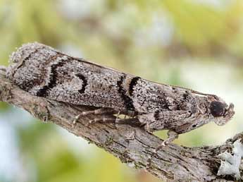 Acrobasis romanella Mill. adulte - ©Friedmar Graf