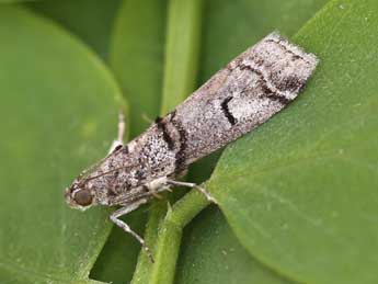 Acrobasis romanella Mill. adulte - Lionel Taurand