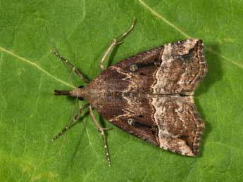 Hypena rostralis L. adulte - Philippe Mothiron