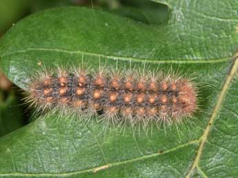  Chenille de Ocneria rubea D. & S. - ©Philippe Mothiron