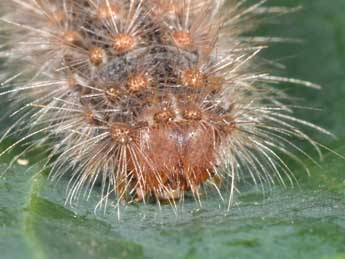  Chenille de Ocneria rubea D. & S. - ©Philippe Mothiron