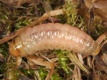  Chenille de Luperina rubella Dup. - Wolfgang Wagner, www.pyrgus.de