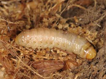  Chenille de Luperina rubella Dup. - ©Wolfgang Wagner, www.pyrgus.de