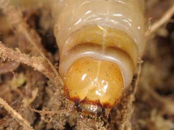  Chenille de Luperina rubella Dup. - Wolfgang Wagner, www.pyrgus.de