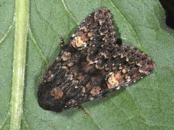 Apamea rubrirena Tr. adulte - Philippe Mothiron