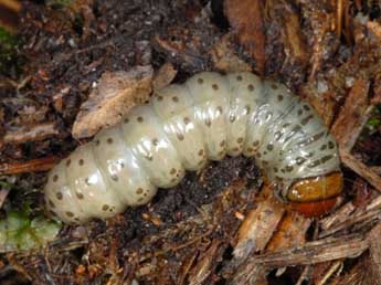  Chenille de Apamea rubrirena Tr. - Wolfgang Wagner, www.pyrgus.de