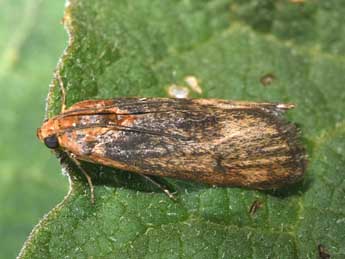 Pterothrixidia rufella Dup. adulte - Philippe Mothiron