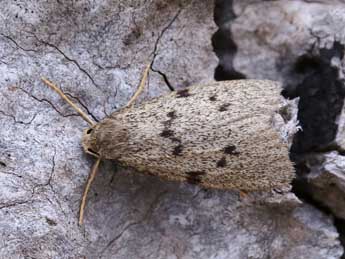 Apaidia rufeola Rbr adulte - ©Lionel Taurand