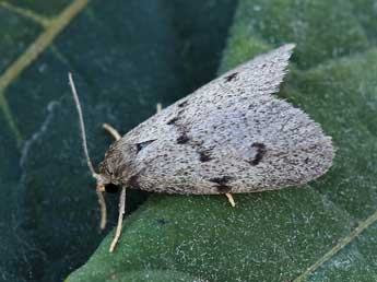 Apaidia rufeola Rbr adulte - ©Lionel Taurand