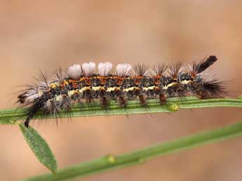  Chenille de Orgyia rupestris Rbr - ©Lionel Taurand