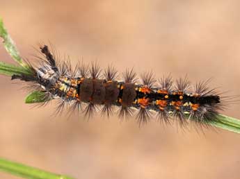  Chenille de Orgyia rupestris Rbr - ©Lionel Taurand