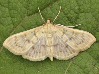 Patania ruralis Scop. adulte - Lionel Taurand