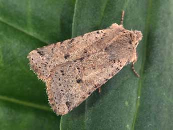 Spudaea ruticilla Esp. adulte - Philippe Mothiron