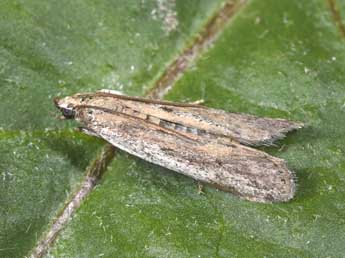 Phycitodes saxicola Vaughan adulte - Philippe Mothiron