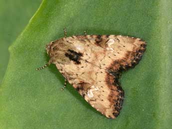 Apamea scolopacina Esp. adulte - ©Philippe Mothiron