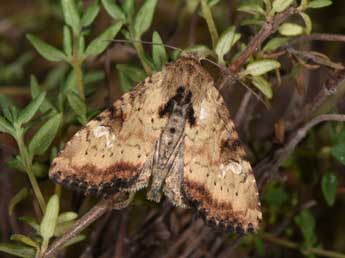 Apamea scolopacina Esp. adulte - ©Philippe Mothiron