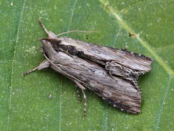 Cucullia scrophulariphaga Rbr adulte - Lionel Taurand