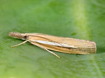 Agriphila selasella Hb. adulte - ©Philippe Mothiron