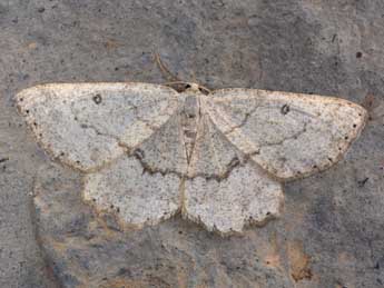 Yezognophos serotinaria D. & S. adulte - Philippe Mothiron