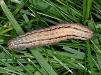  Chenille de Mythimna sicula Tr. - ©Wolfgang Wagner, www.pyrgus.de