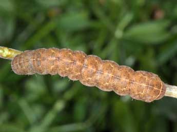  Chenille de Eugraphe sigma D. & S. - Wolfgang Wagner, www.pyrgus.de