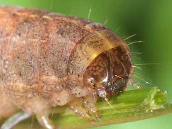  Chenille de Eugraphe sigma D. & S. - Wolfgang Wagner, www.pyrgus.de