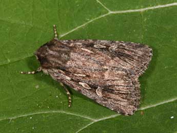 Dichagyris signifera D. & S. adulte - Philippe Mothiron