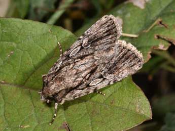 Dichagyris signifera D. & S. adulte - ©Philippe Mothiron