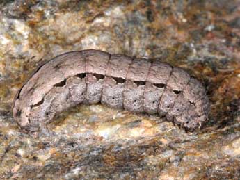  Chenille de Dichagyris signifera D. & S. - ©Wolfgang Wagner, www.pyrgus.de