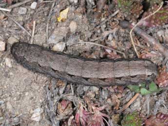  Chenille de Dichagyris signifera D. & S. - Wolfgang Wagner, www.pyrgus.de