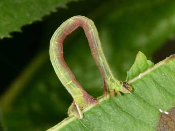  Chenille de Ecliptopera silaceata D. & S. - ©Philippe Mothiron