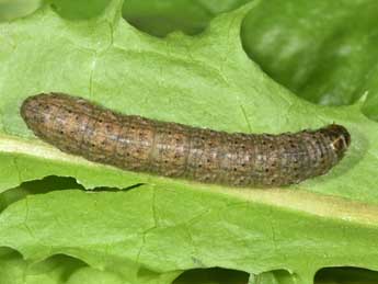  Chenille de Agrotis simplonia Gey. - ©Philippe Mothiron