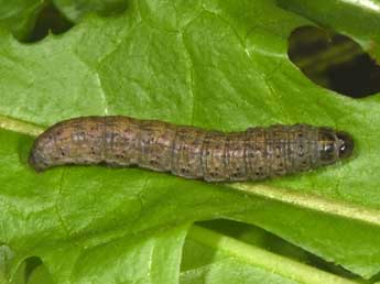  Chenille de Agrotis simplonia Gey. - Philippe Mothiron