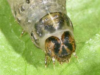  Chenille de Agrotis simplonia Gey. - Philippe Mothiron