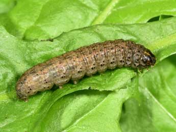  Chenille de Agrotis simplonia Gey. - ©Philippe Mothiron