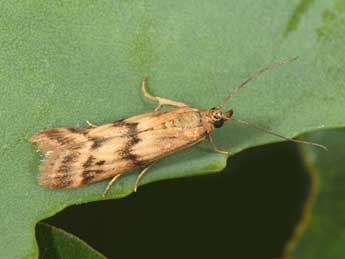 Homoeosoma sinuella F. adulte - Philippe Mothiron