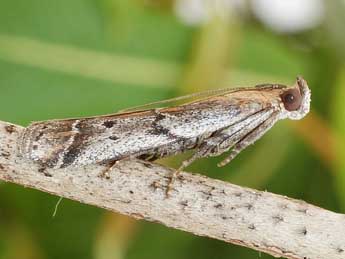 Pempeliella sororiella Z. adulte - ©Friedmar Graf