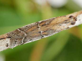 Pempeliella sororiella Z. adulte - ©Friedmar Graf