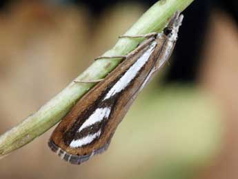 Catoptria speculalis Hb. adulte - Helmut Deutsch