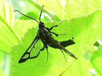 Synanthedon spheciformis D. & S. adulte - Timothy Cowles