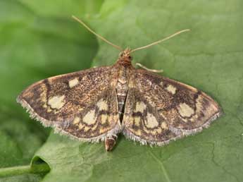 Anania stachydalis Germ. adulte - ©Philippe Mothiron