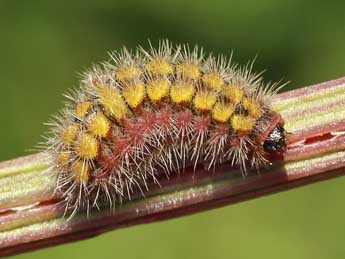  Chenille de Adscita statices L. - ©Lionel Taurand