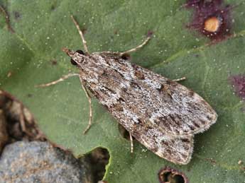 Scoparia staudingeralis Mab. adulte - ©Lionel Taurand