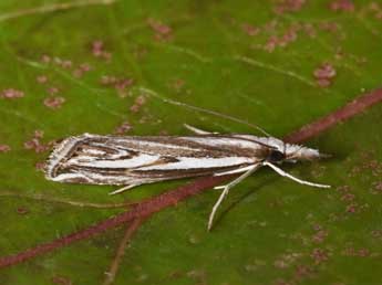 Catoptria staudingeri Z. adulte - ©Philippe Mothiron