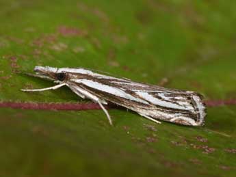 Catoptria staudingeri Z. adulte - Philippe Mothiron